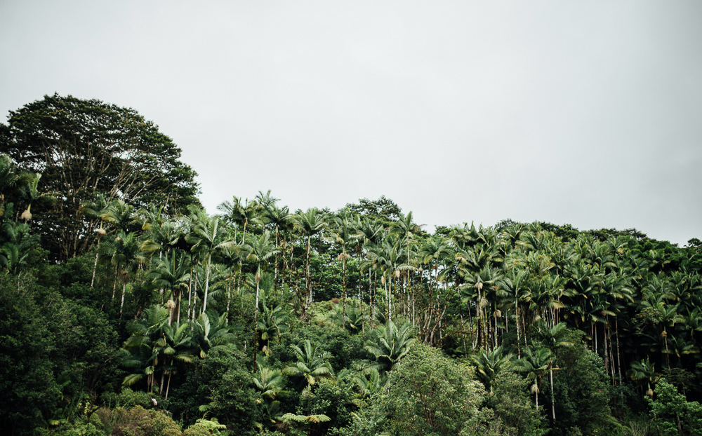Makaala Farmsteads — Big Island landscape