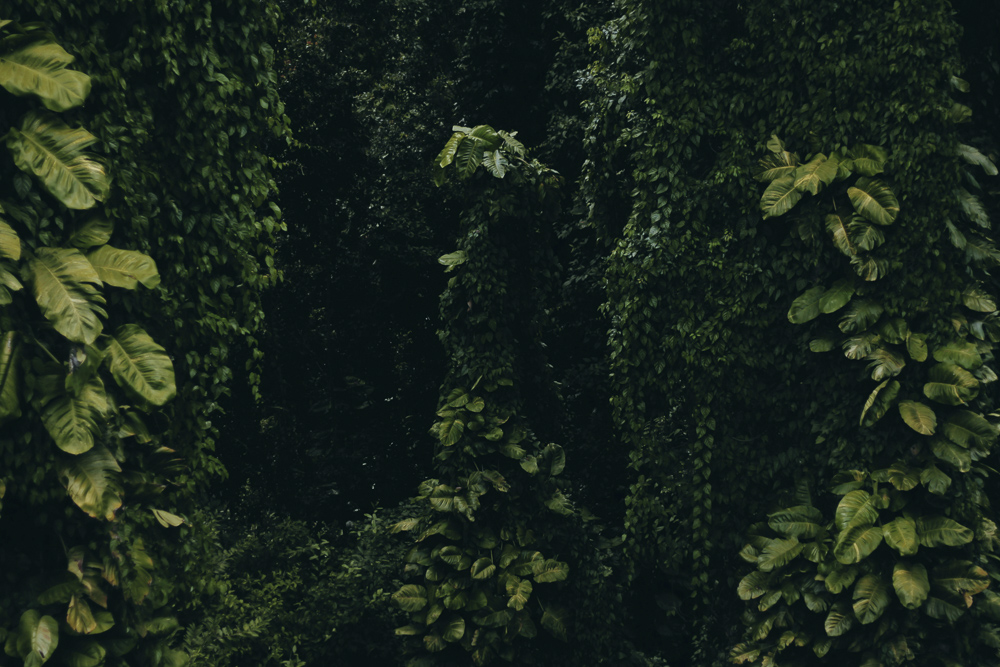 Makaala Farmsteads — Big Island landscape